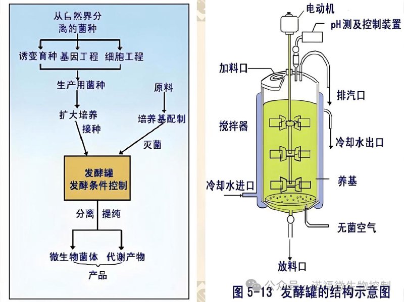 发酵工艺优化：一场舌尖上的创新革命